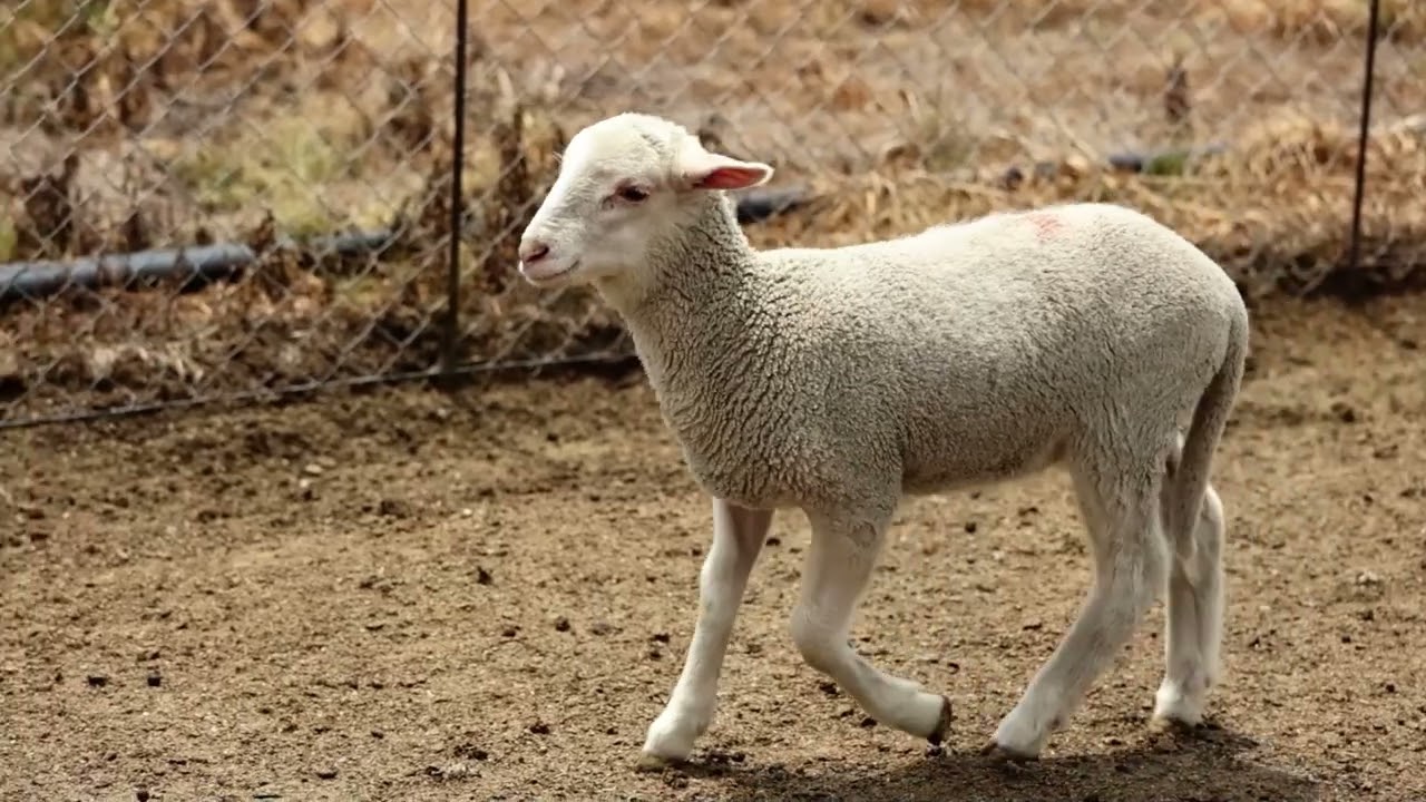 Só werk Leeukraal se intensiewe skaapboerdery
