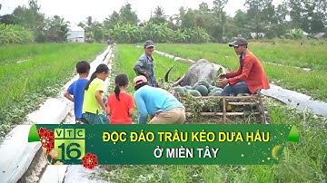 Độc đáo trâu kéo dưa hấu ở miền Tây | VTC16