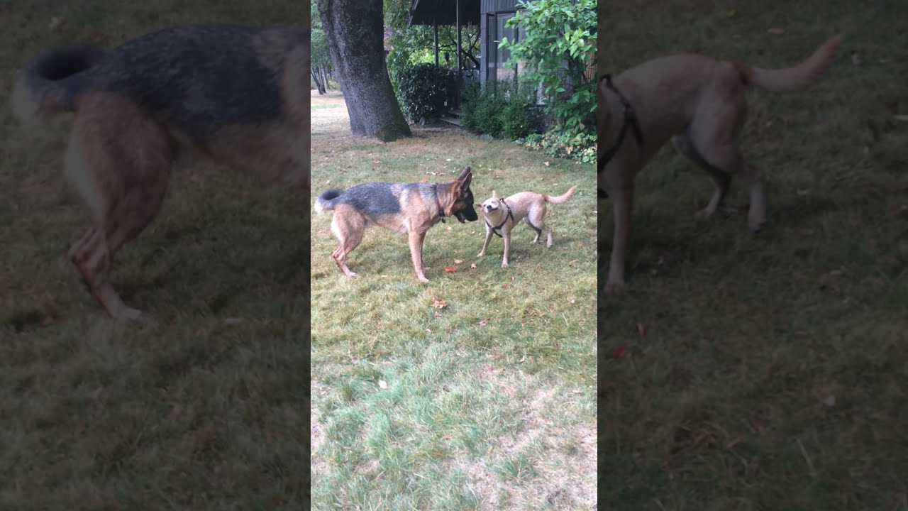 My German Shepherd tries to catch a Australian cattle dog