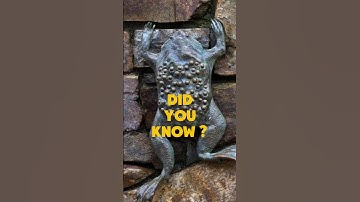Surinam Toad: The Miracle Mom Who Gives Birth from the Back!