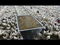 Otomatik Tavuk (Civciv) Yemleme Makinesinin Yararları- Gezeyum