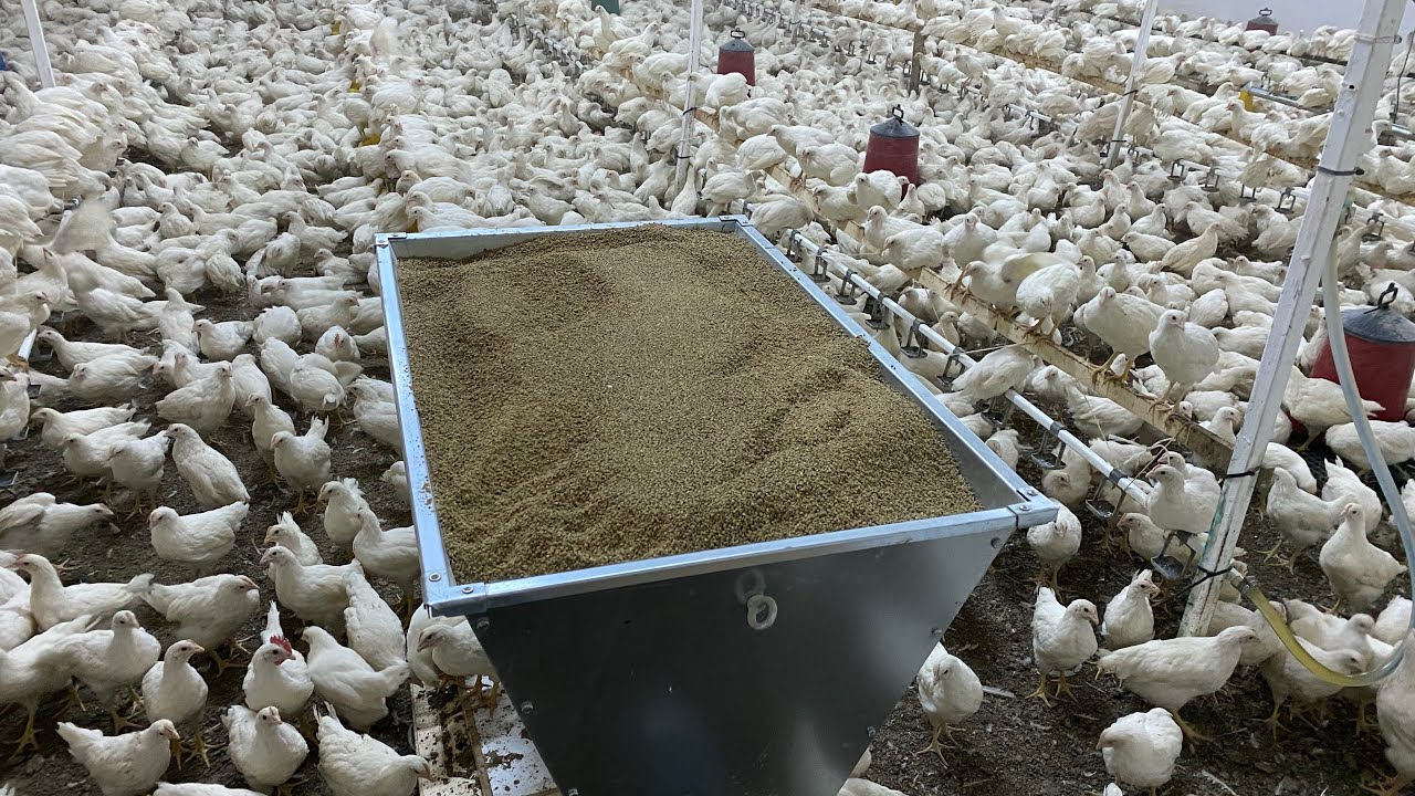 Otomatik Tavuk (Civciv) Yemleme Makinesinin Yararları- Gezeyum