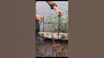 Bắt Cá Mùa Nước Nổi - Thăm Bẩy Dính Đàng Cá Thác Lác #shorts #bắtcáThácLác #cáThácLác