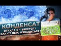 Конденсат в муравьиной ферме / Откуда конденсат в формикарии и как от него избавиться