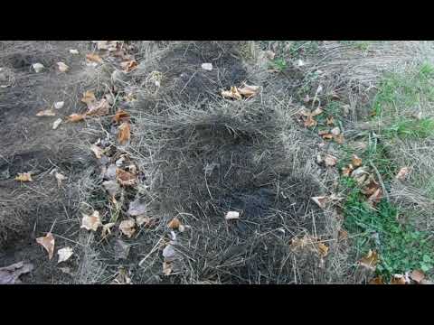 Thoughts on using Hay for Garden Mulch November 2020