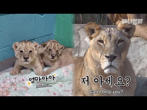 쫄보 어린시절을 지나 동네 바보형이 된 사자의 대반전 근황ㅋㅋㅣHow The Eldest Baby Cub Reclaims <strong>No</strong>.1 <strong>Ranking</strong>