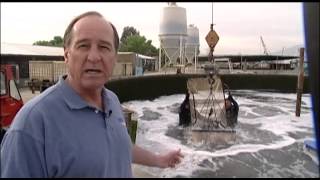 Fish Farming in California