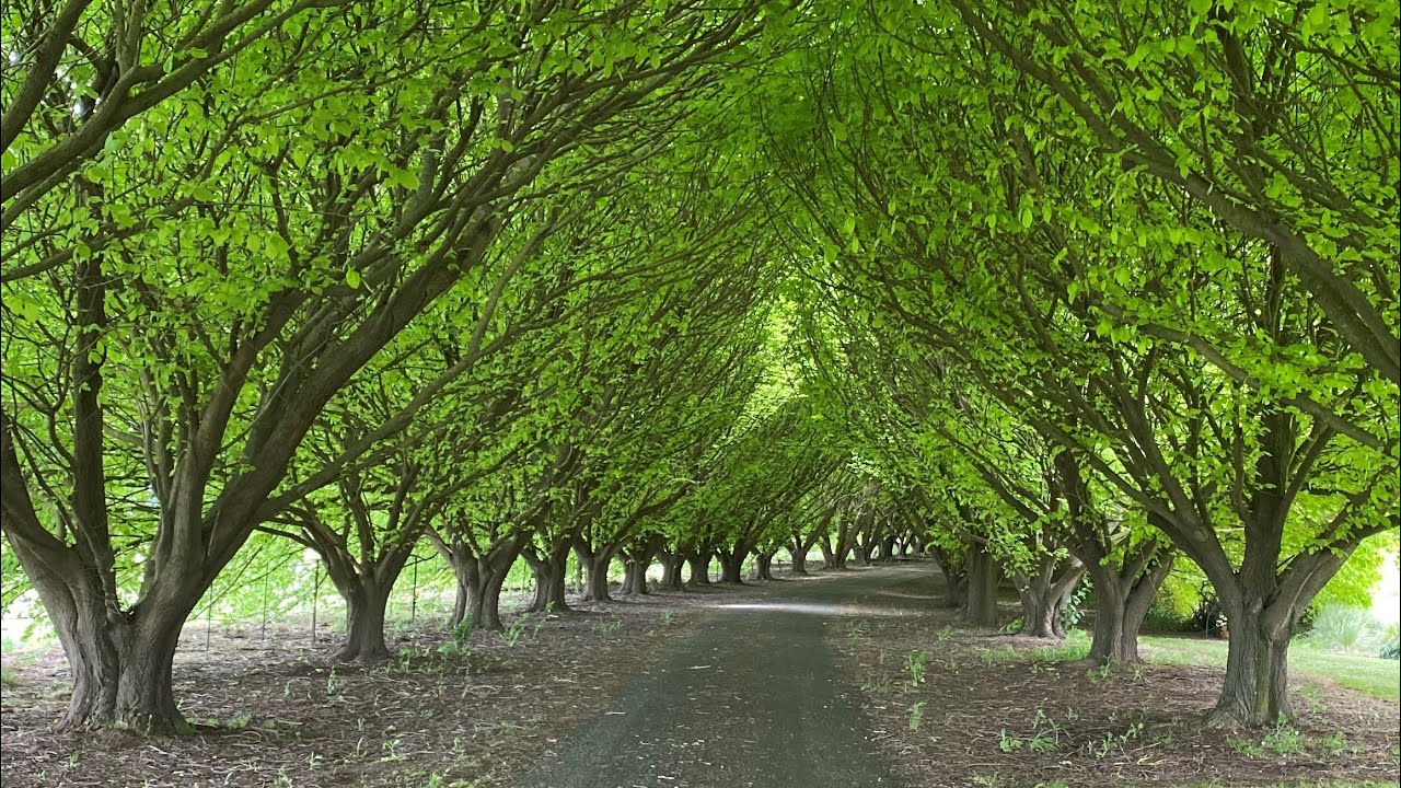 Cloverdale Werribee November 2022 Garden Plants of Victoria - YouTube
