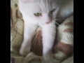 白猫てんちゃんの ふみふみｸﾞﾙｸﾞﾙ🎵