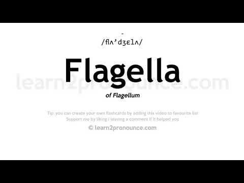 Pronunciation of Flagella | Definition of Flagella