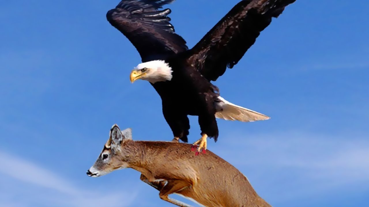 Best Eagle Attacks Eagle Hunting Mountain Goat Wolf