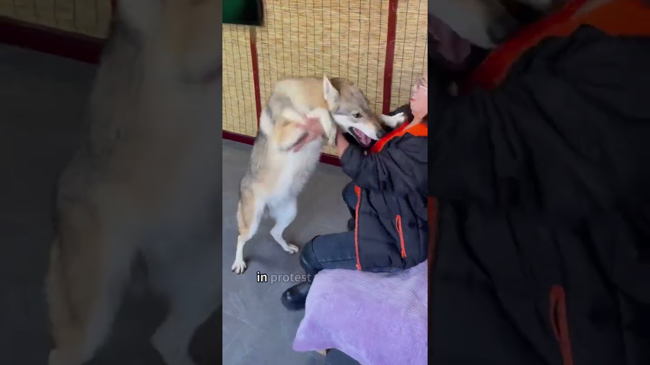 A pregnant wolf broke into a supermarket.