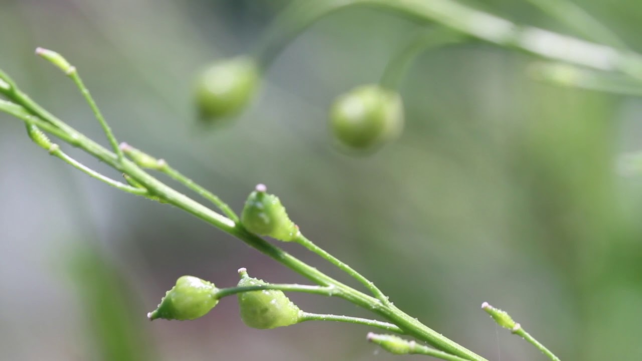 Turkish Rocket (Bunias orientalis)