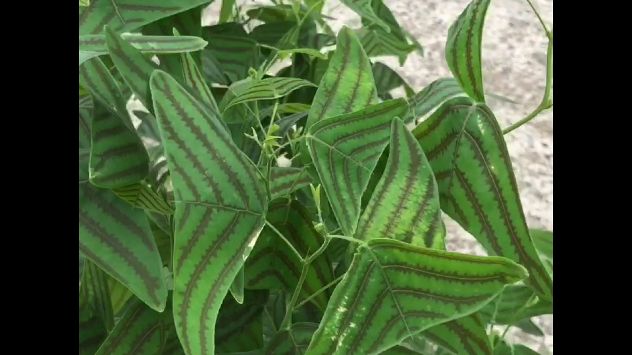 珍種 風に揺られて可愛い ヒコウキソウ Youtube