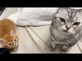 首を長くして待つ子猫の元へやってきたのはおばちゃまだった...！！