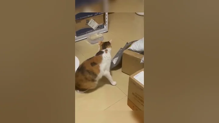 Video 11795501: cat dog animals funnycats, funniest cat funnycats