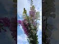 #flowers #unique #trend #trendingshorts #viralshorts #videos #statusvideo #timelapse #ideas #90s #yt
