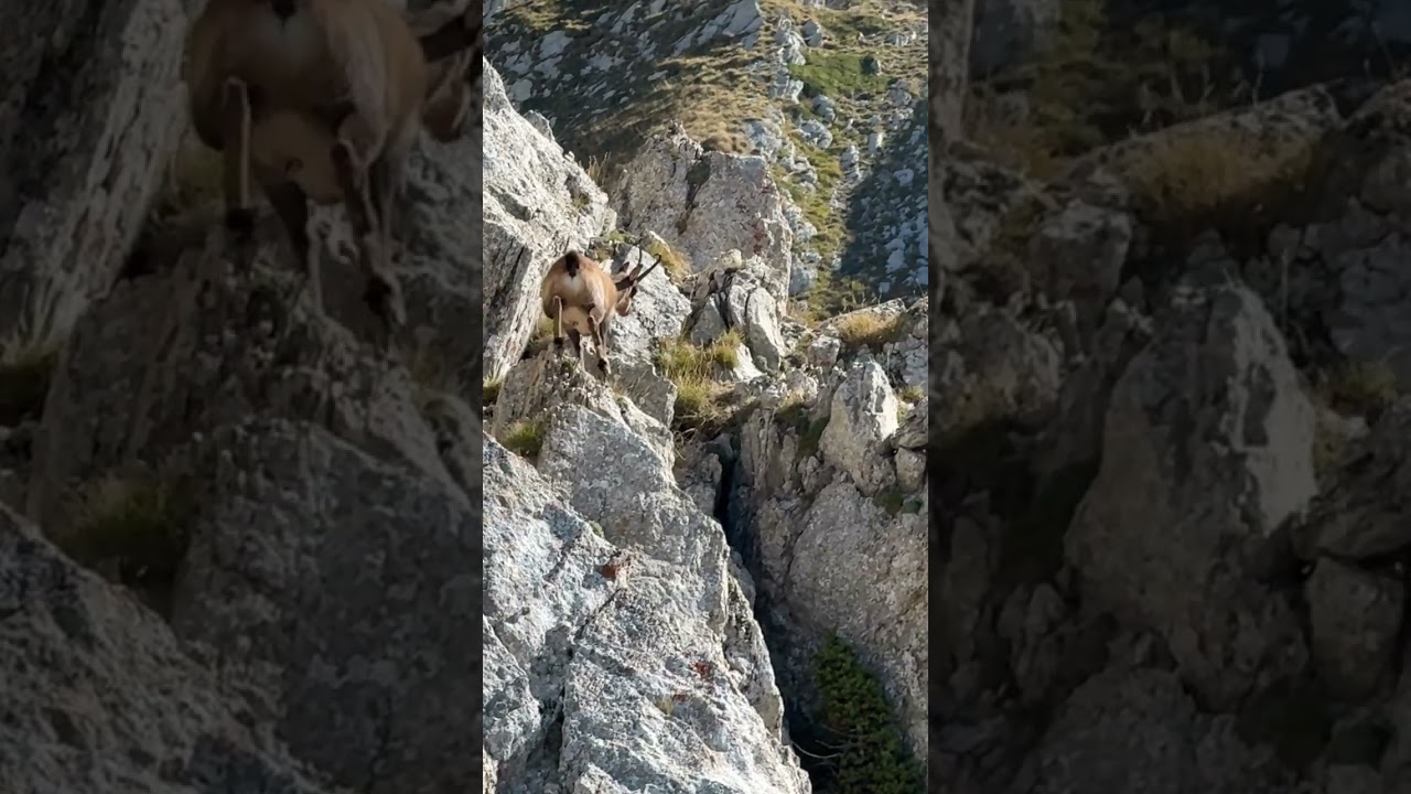 Shorts Camoscio sul Monte Corvo   4K