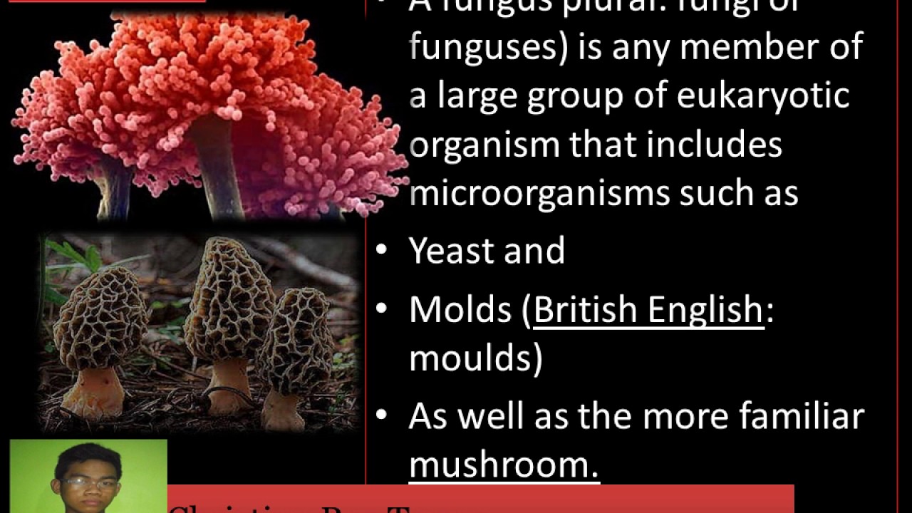 Commercial Use of YouTube