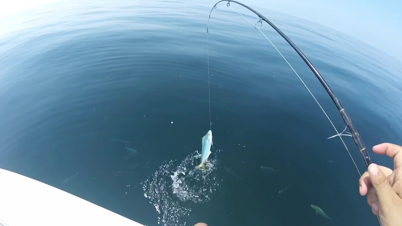 Mahi Mahi Fishing Galveston, TX YouTube