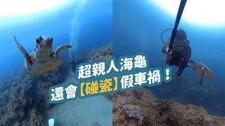 潛水看海龜也要注意禮貌！小琉球明星「傑尼龜」超黏人