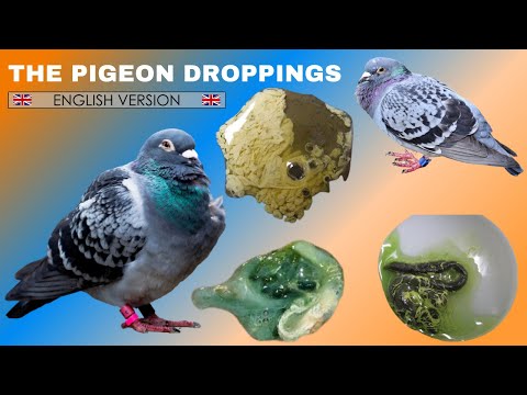 The pigeon droppings ?? ENGLISH VERSION ??