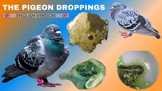 The pigeon droppings 🇬🇧 ENGLISH VERSION 🇺🇸