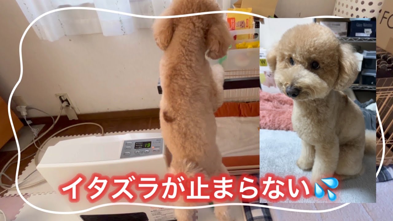 「トイプードル」立ちながらイタズラしている姿が人間みたいでかわいい💖