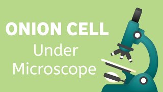 Observation of the onion cell under a microscope | Cell | Biology experiment
