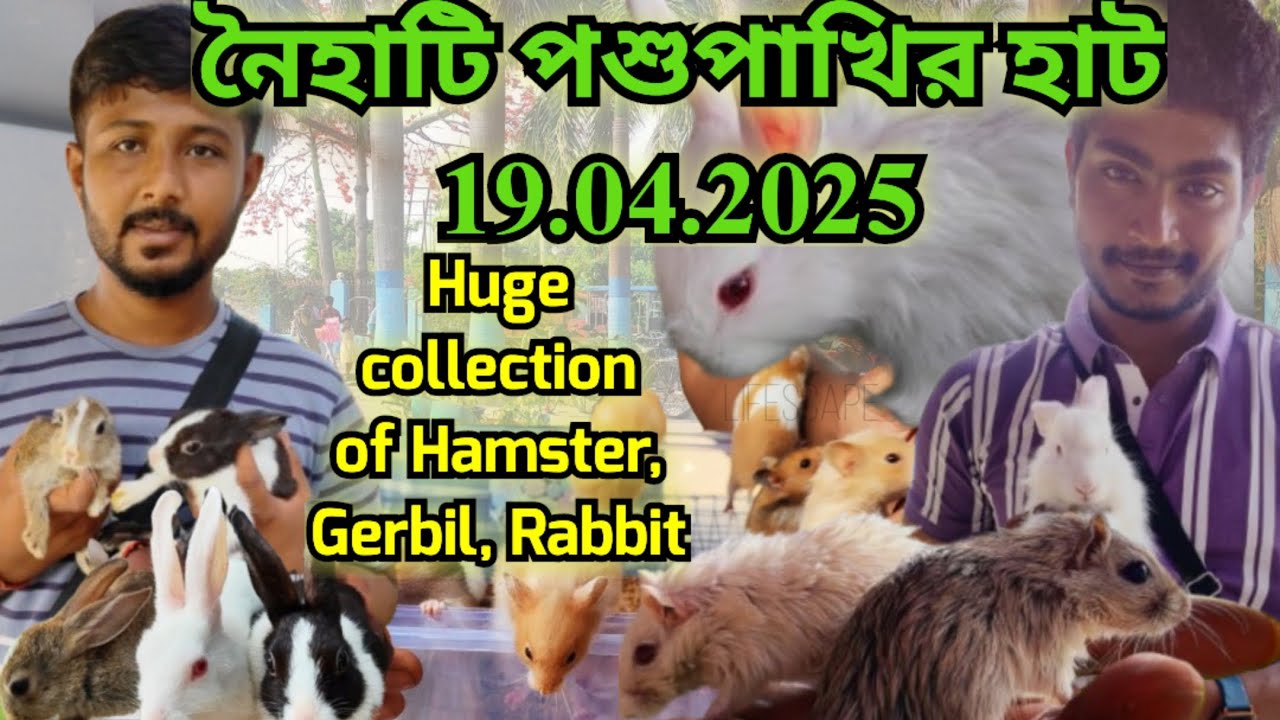Huge collection of Hamster, Gerbil, Rabbit।।Naihati Pet Market ।।Price ...