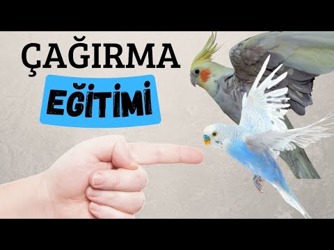 KUŞ ÇAĞIRMA EĞİTİMİ