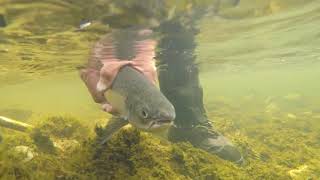 Galway Fishery Documentary screenshot 2