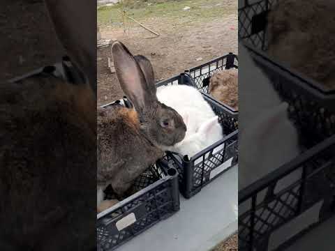 Video: Et için en iyi tavşan ırkları nelerdir?