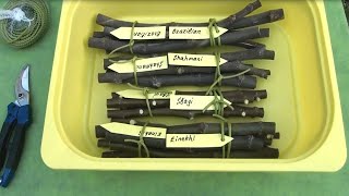 My fig cuttings for cold storage