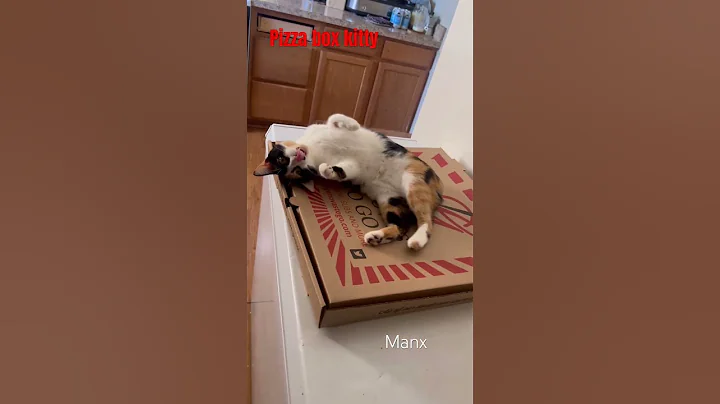 Watch the video about Kitten on a box manx kitten.#manx #cat #cuteanimal #cutecat #cuteanimal #matecat #lovelycat #mycat