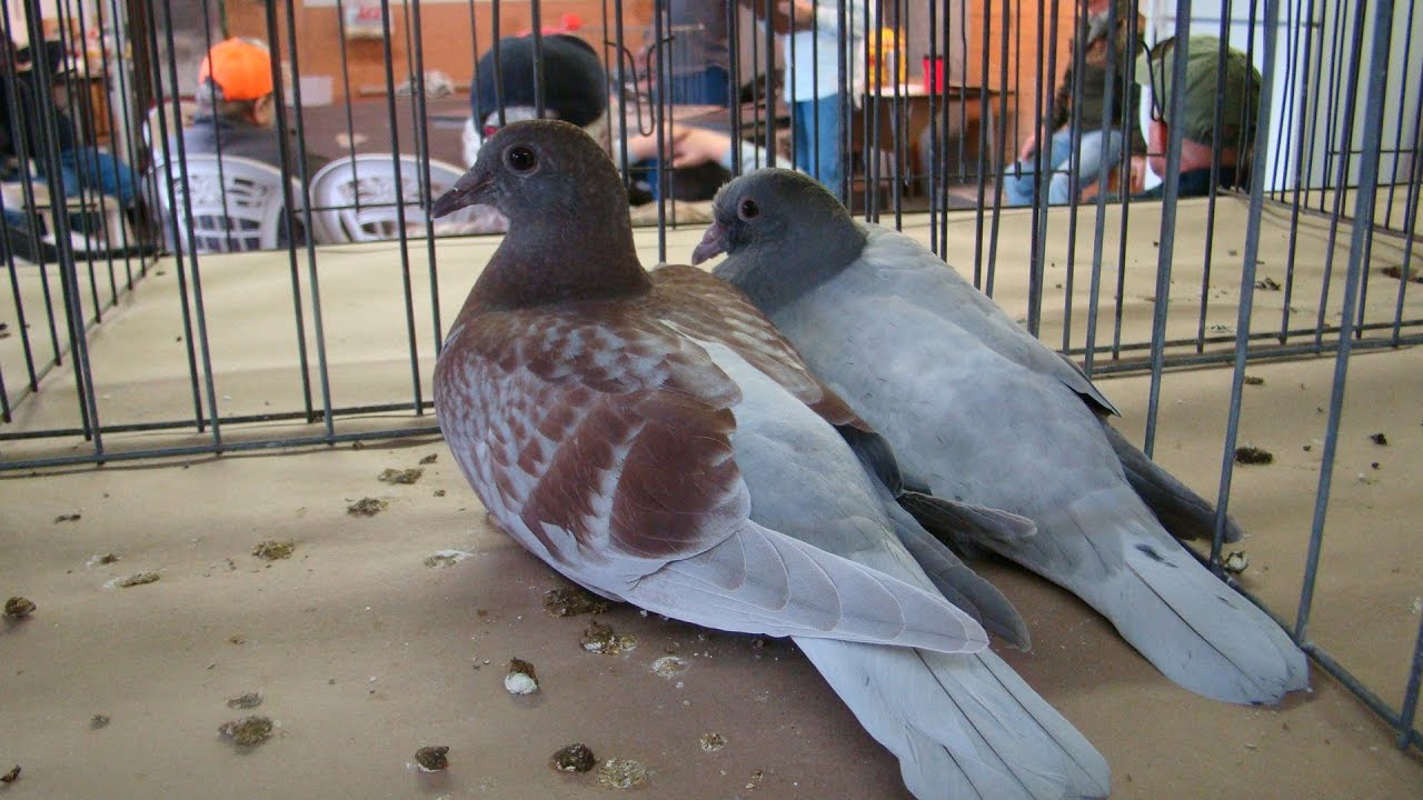 pigeon auction race youtube