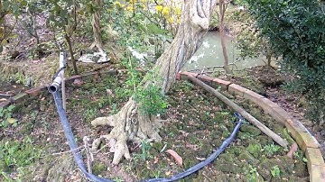 Top 4 cây nguyệt quế khủng không bán tại Tiền Giang