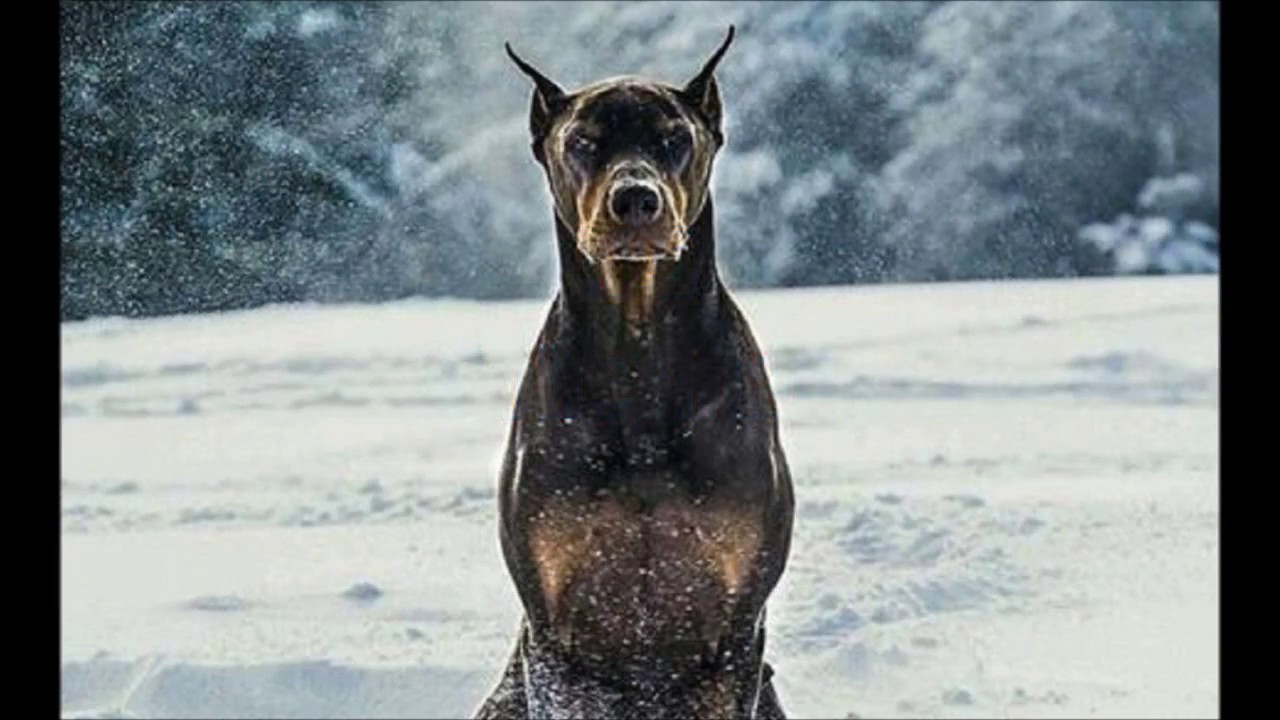 I 5 Cani Più Pericolosi Al Mondo