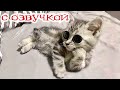 Приколы с котами! Самая смешная озвучка животных! Смешные кошки и собаки!