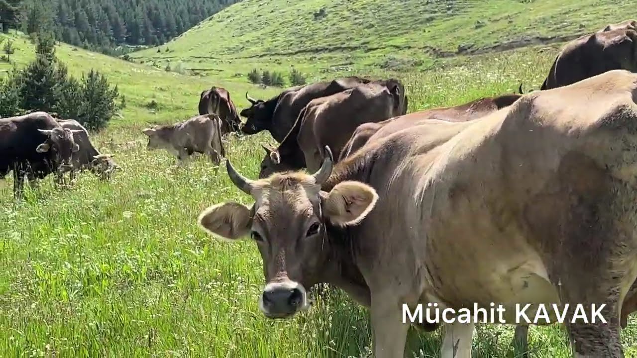 Ardahan Köprülü Beldesi yaylası