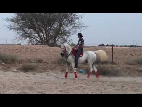 سالم خزاعه بن طلال الشقب 2019 6 3 بقيادة الفارس ربيع النجاشي