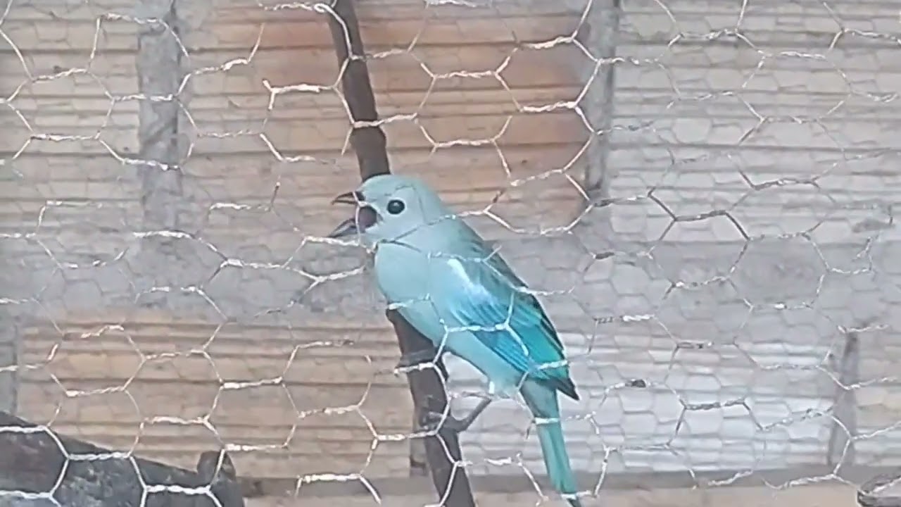 ENCARTE O SEU CANTO DO SANHAÇO AZUL OU PIPIRA AZUL