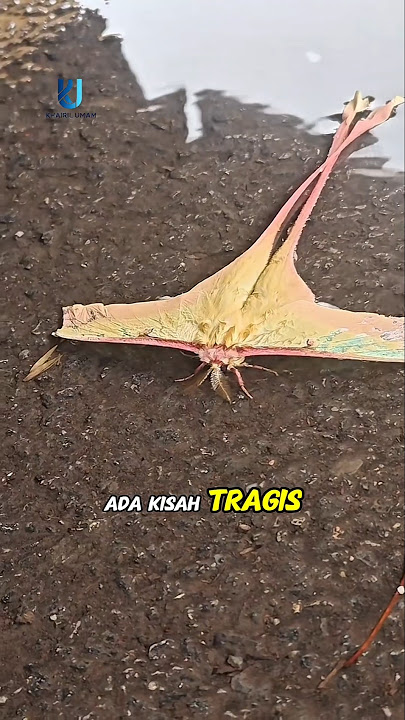 Ini Bukan Kupu-kupu Biasa! Ternyata Makhluk Ini Punya Kisah Tragis 😭