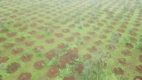 Agricultural Forestry Drone Video using DJI Camera