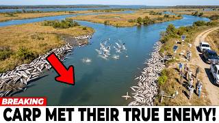 Asian Carp Are Disappearing in US Rivers — The Real Predator Was Unexpected