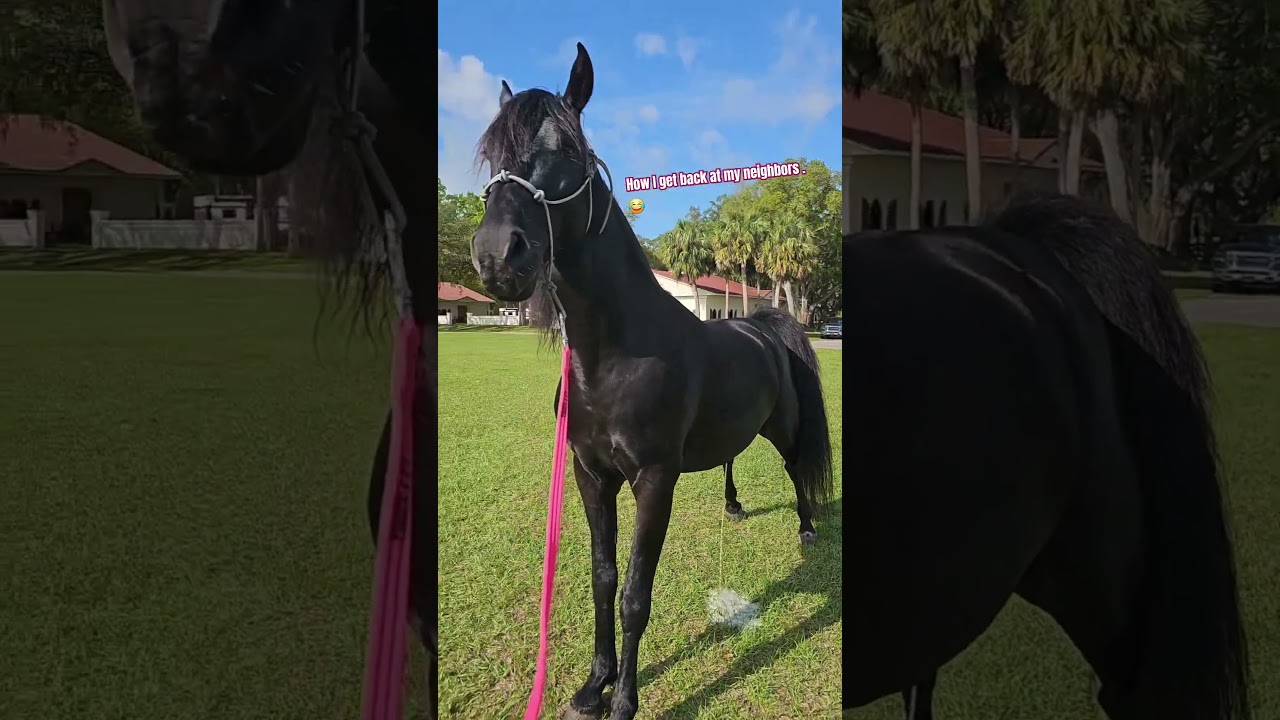 Just walking my dog. 😇 