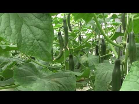 Видео: Как да отглеждаме краставица на перваза на прозореца: инструкции стъпка по стъпка