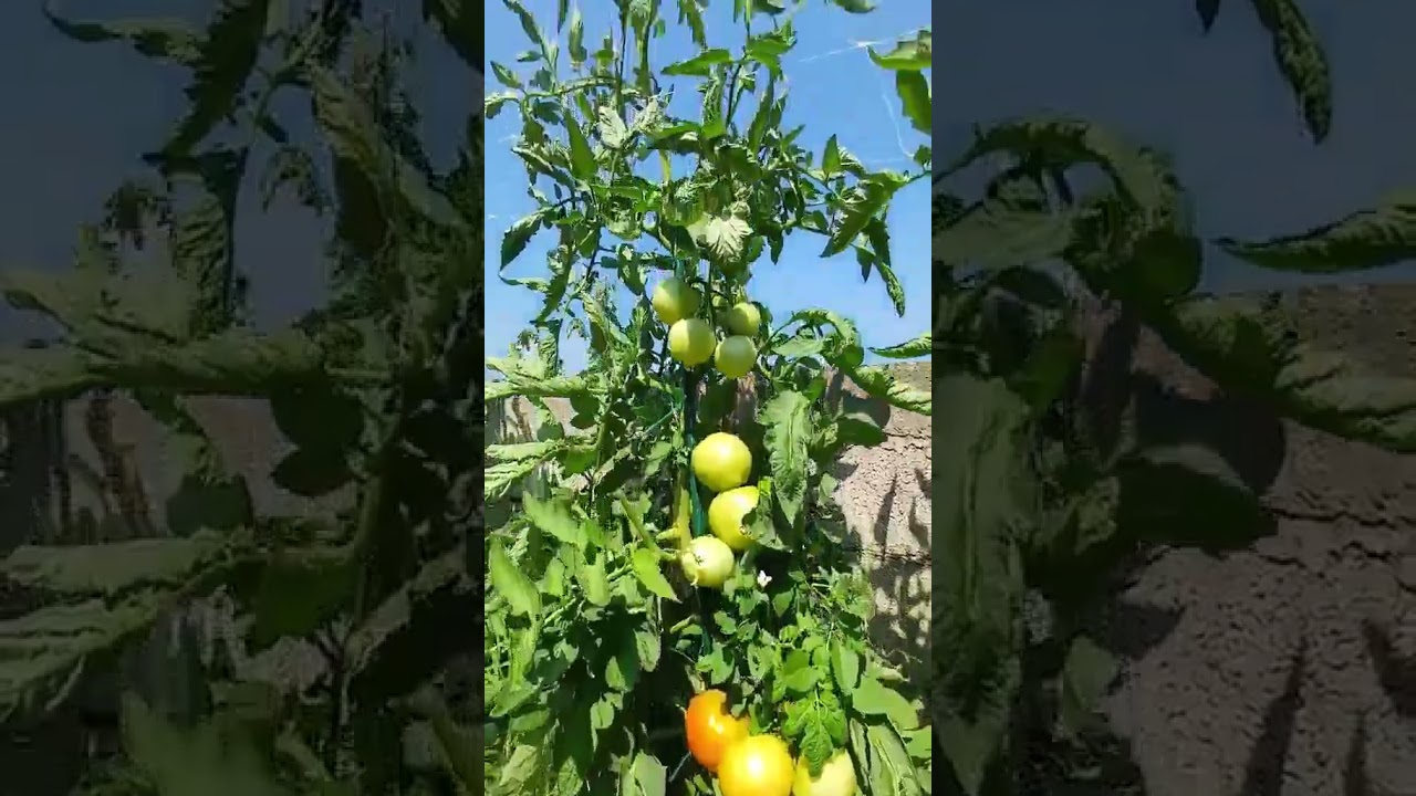 morske alge bcx900+2 za paradiznik izkusnje uporabnika