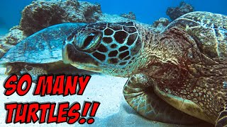 Epic Turtle Canyon Scuba Dive  Honolulu, Oahu, Hawaii