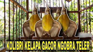 KOLIBRI KELAPA GACOR NGOBRA TELER